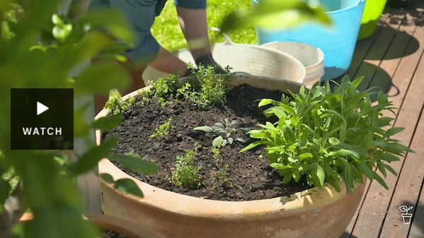 A large pot filled with an assortment of herb plants. Has Video.