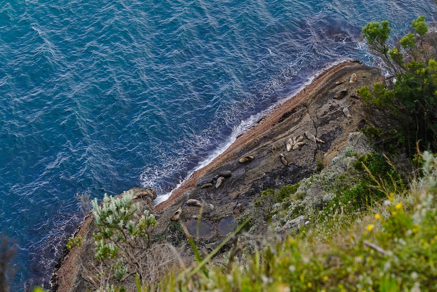 A group of seals lounge out on a large rock next to the sea.