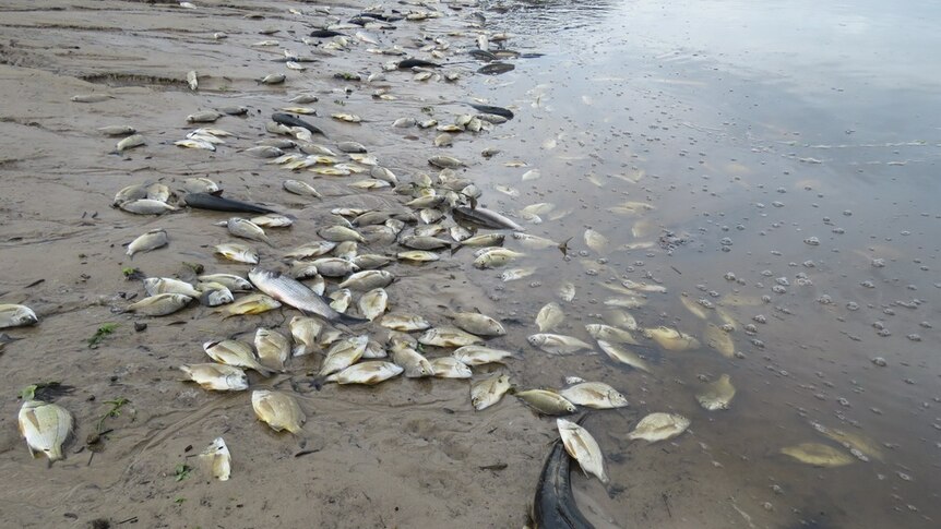 Dozens of dead fish line the banks of Byron Bay's Tallow Creeki.