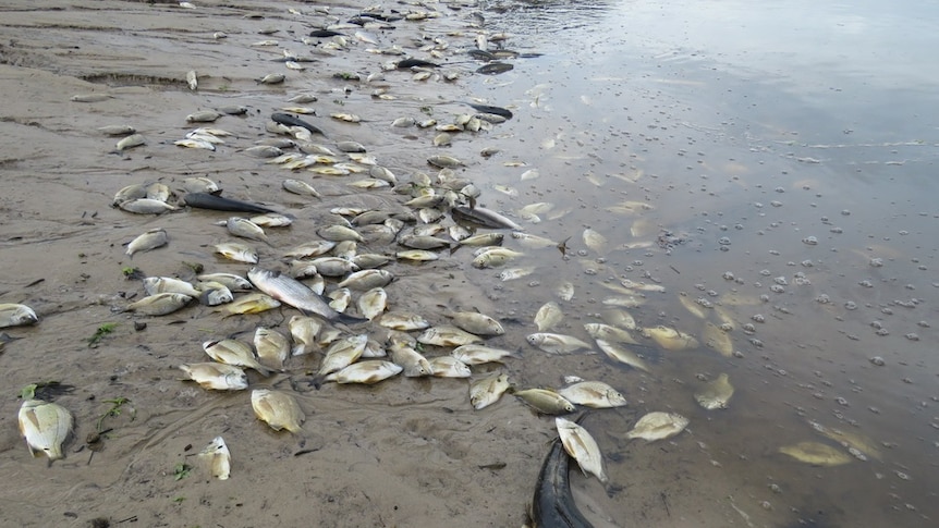 Dozens of dead fish line the banks of Byron Bay's Tallow Creek.