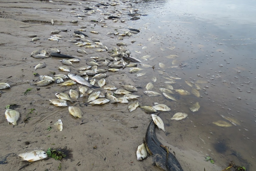 Dozens of dead fish line the banks of Byron Bay's Tallow Creek.