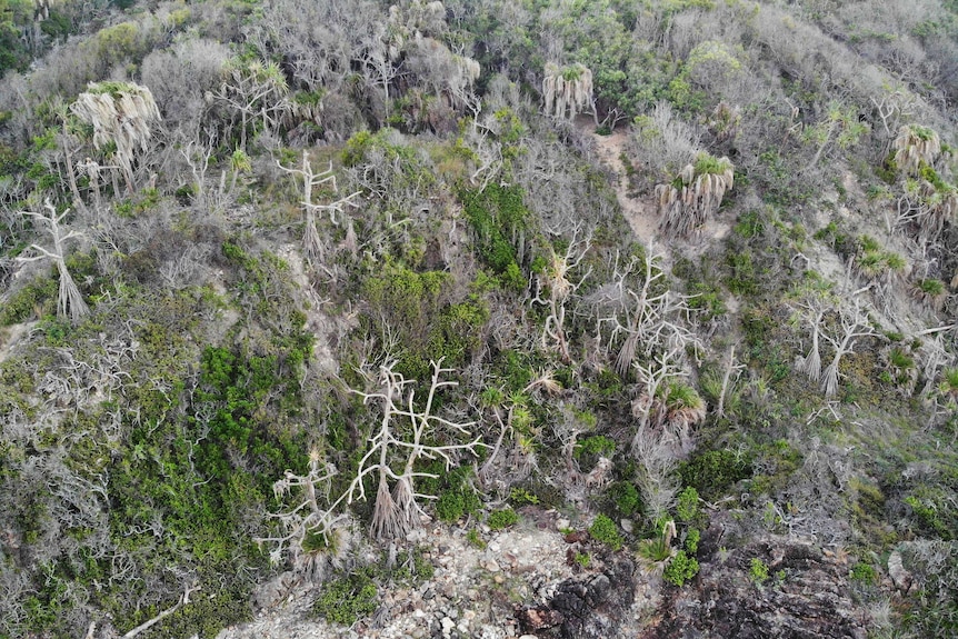 drone photo of dead pandanus at Deepwater National Park