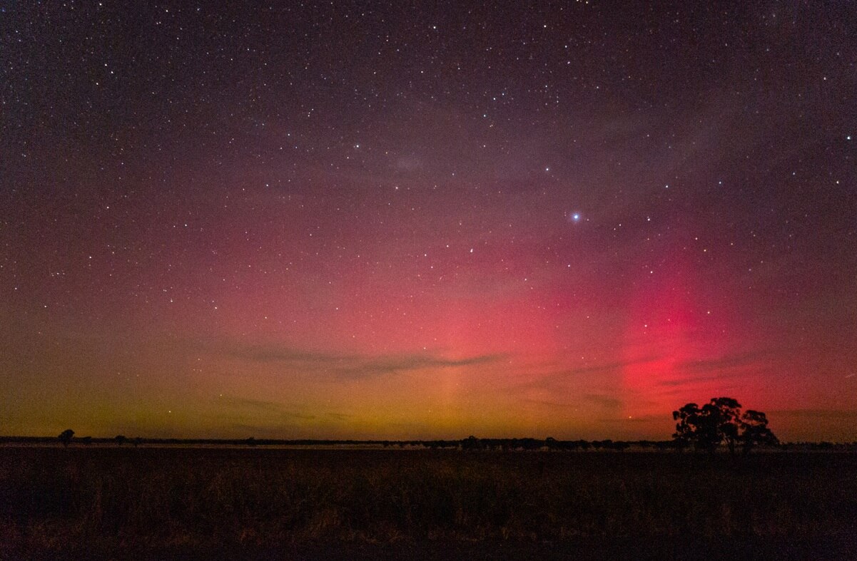 A dark paddock with silhouetted trees and an aurora in the night sky.