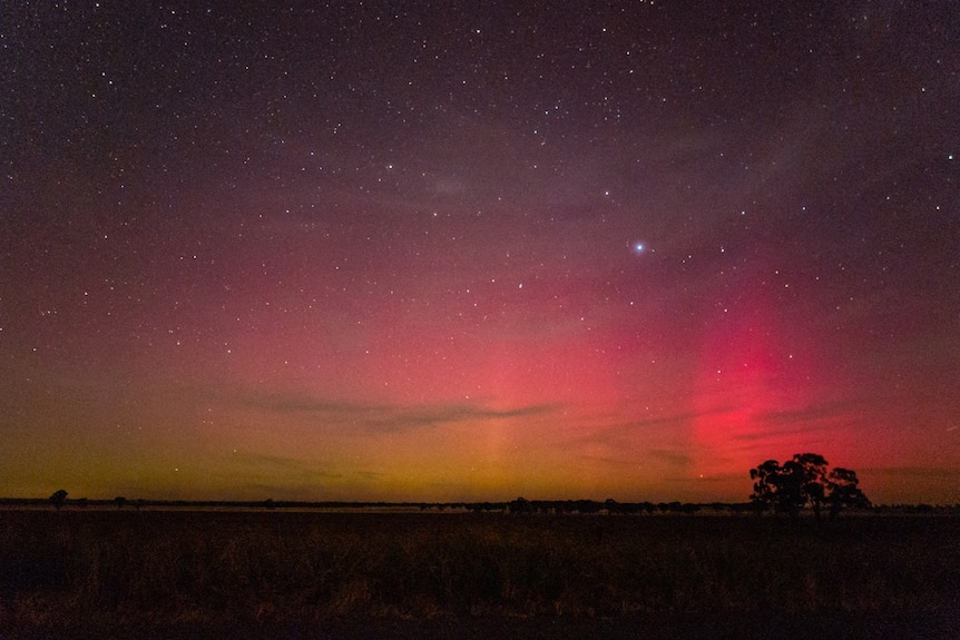 A dark paddock with silhouetted trees and an aurora in the night sky.