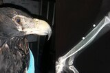 Eagle wrapped in blanket alongside image of x-ray.