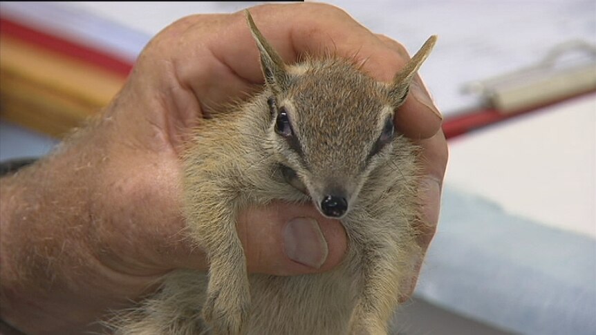 Small native animal being held by hand