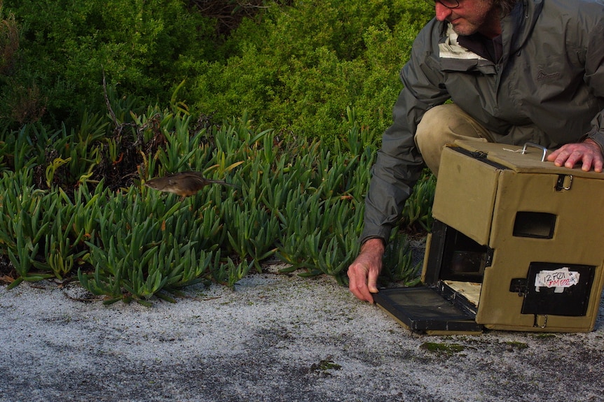 A bird flies out into the scrub from a box on the ground opened by a researcher in khakis