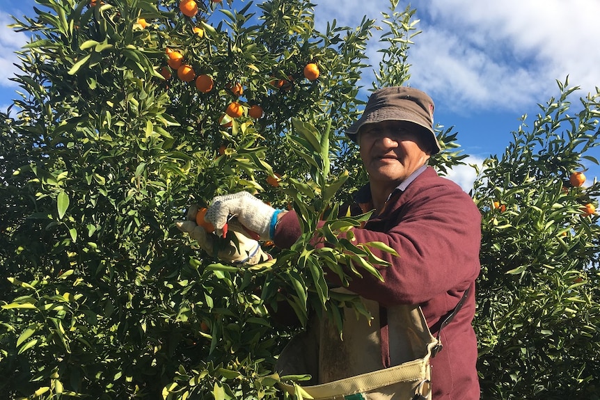 a man stands on a ladder picking mandarins from a tree.