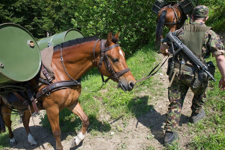 A horse loaded up with equipment, led by a soldier along a bush path.