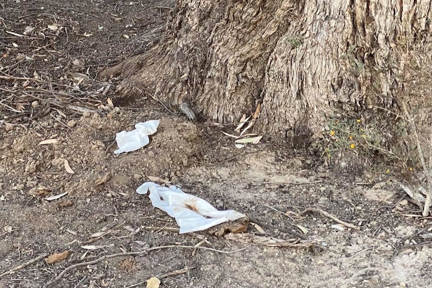 Two strips of dirty toilet paper discarded on the ground next to a tree in a park