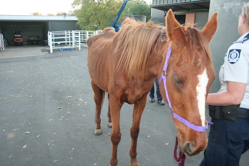 Horse seized by the RSPCA