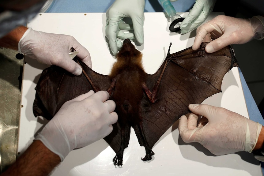 Six gloved hands work on a sedated bat in a lab