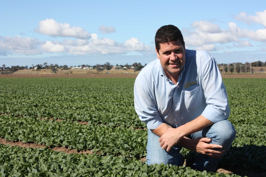 Andrew Bulmer kneels in one of his spinach-filled paddocks at Lindenow, eastern Victoria.