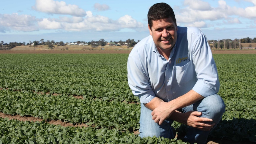 Andrew Bulmer kneels in one of his spinach-filled paddocks at Lindenow, eastern Victoria.