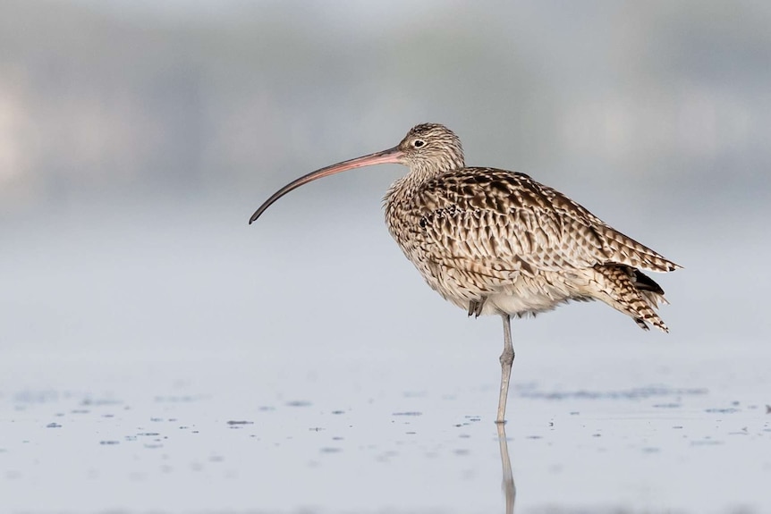 A curlew, a brown speckled bird on a beach.