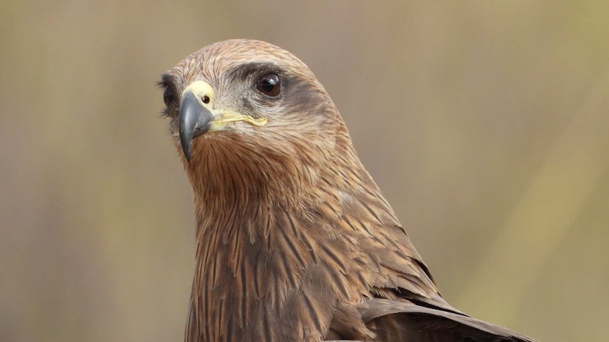 Close up of a wild black kite at the Alice Springs Desert Park