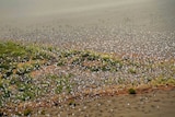 Thousands of bird fly over an island in the western desert