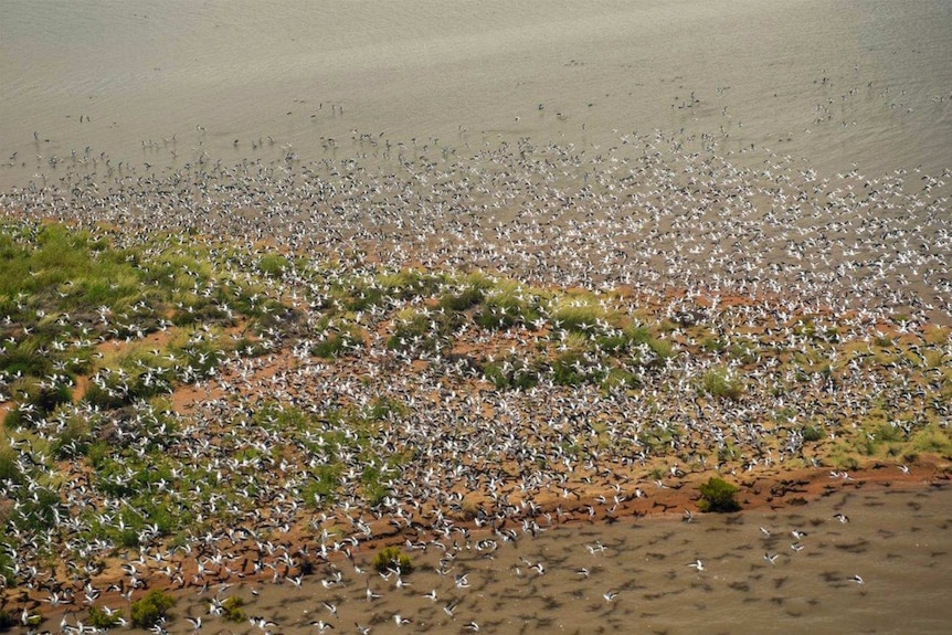 Thousands of bird fly over an island in the western desert