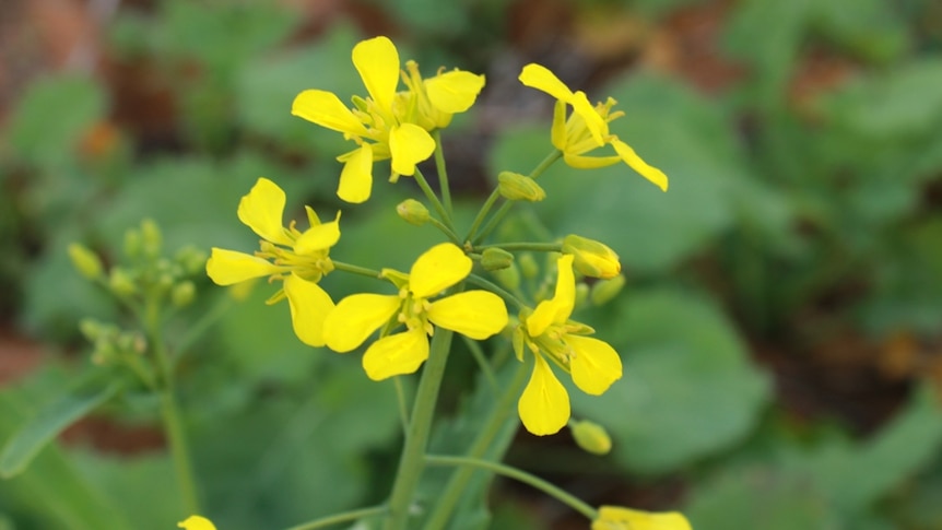 An SA Mallee canola crop