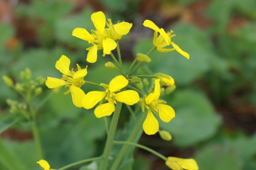 An SA Mallee canola crop