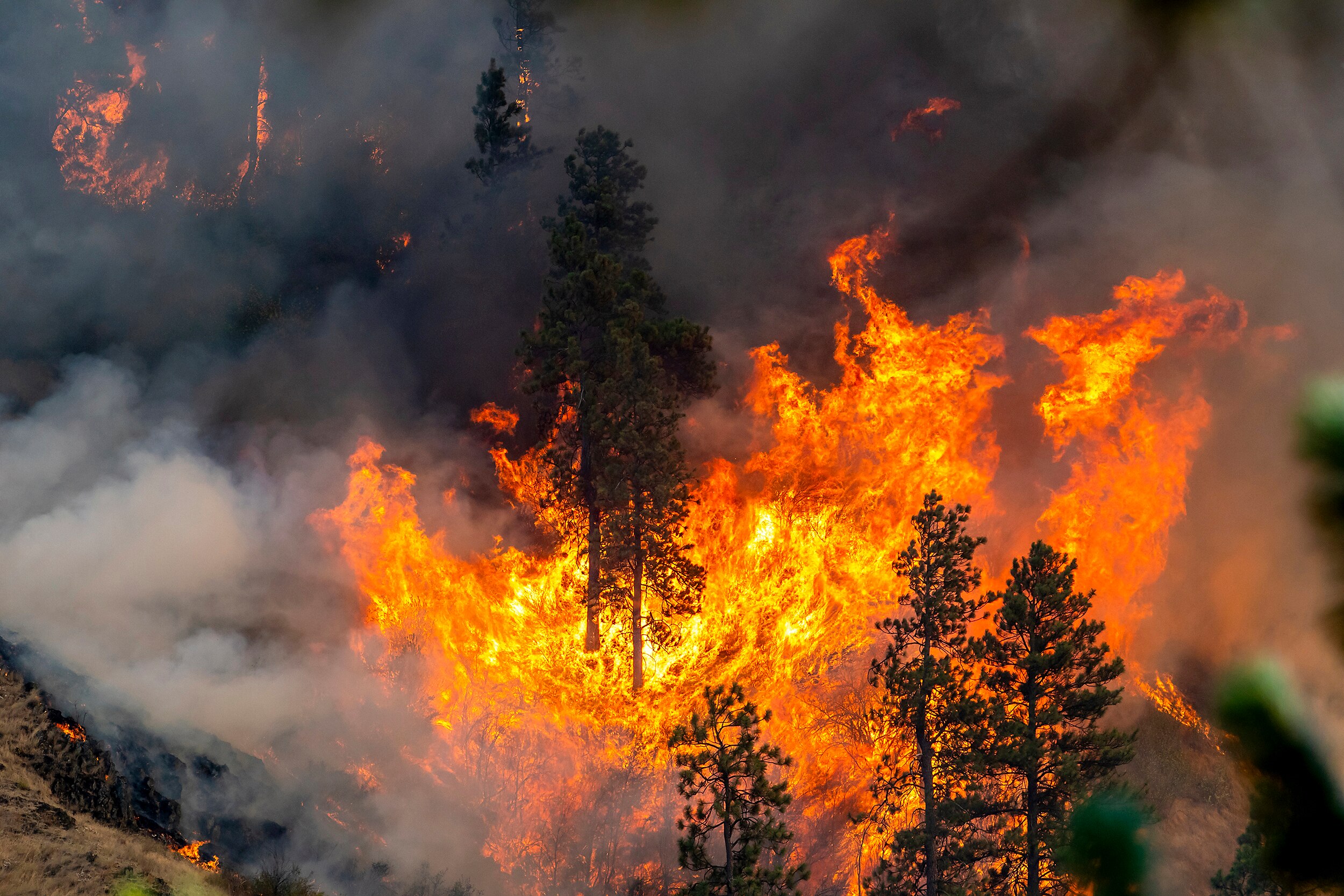 Fire around a group of pine trees.