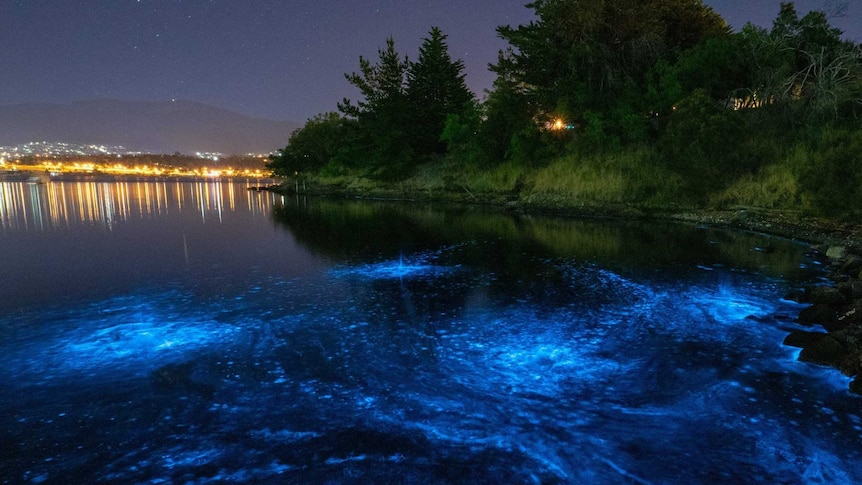 Bioluminescence at Montagu Bay in Hobart, with city lights in the background.