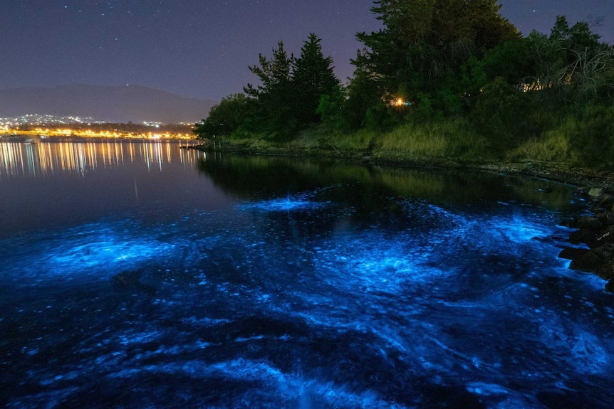 Bioluminescence at Montagu Bay in Hobart, with city lights in the background.