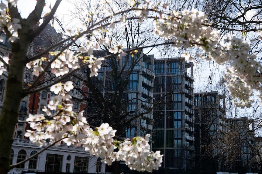 A row of apartments behind blooming cherry blossoms 
