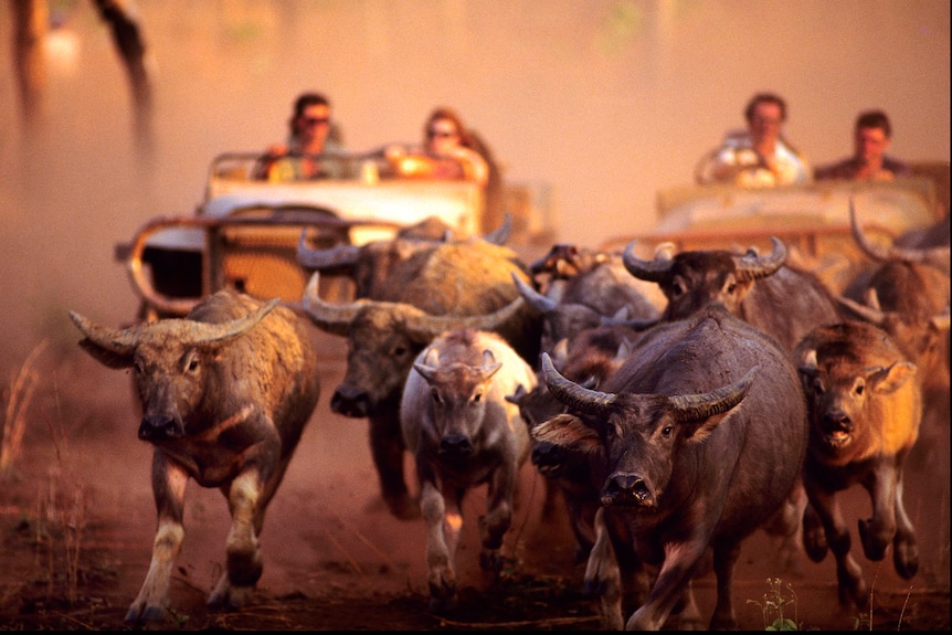 A herd of buffalo running towards the camera, red dust rising around them, followed by several people riding quad bikes.