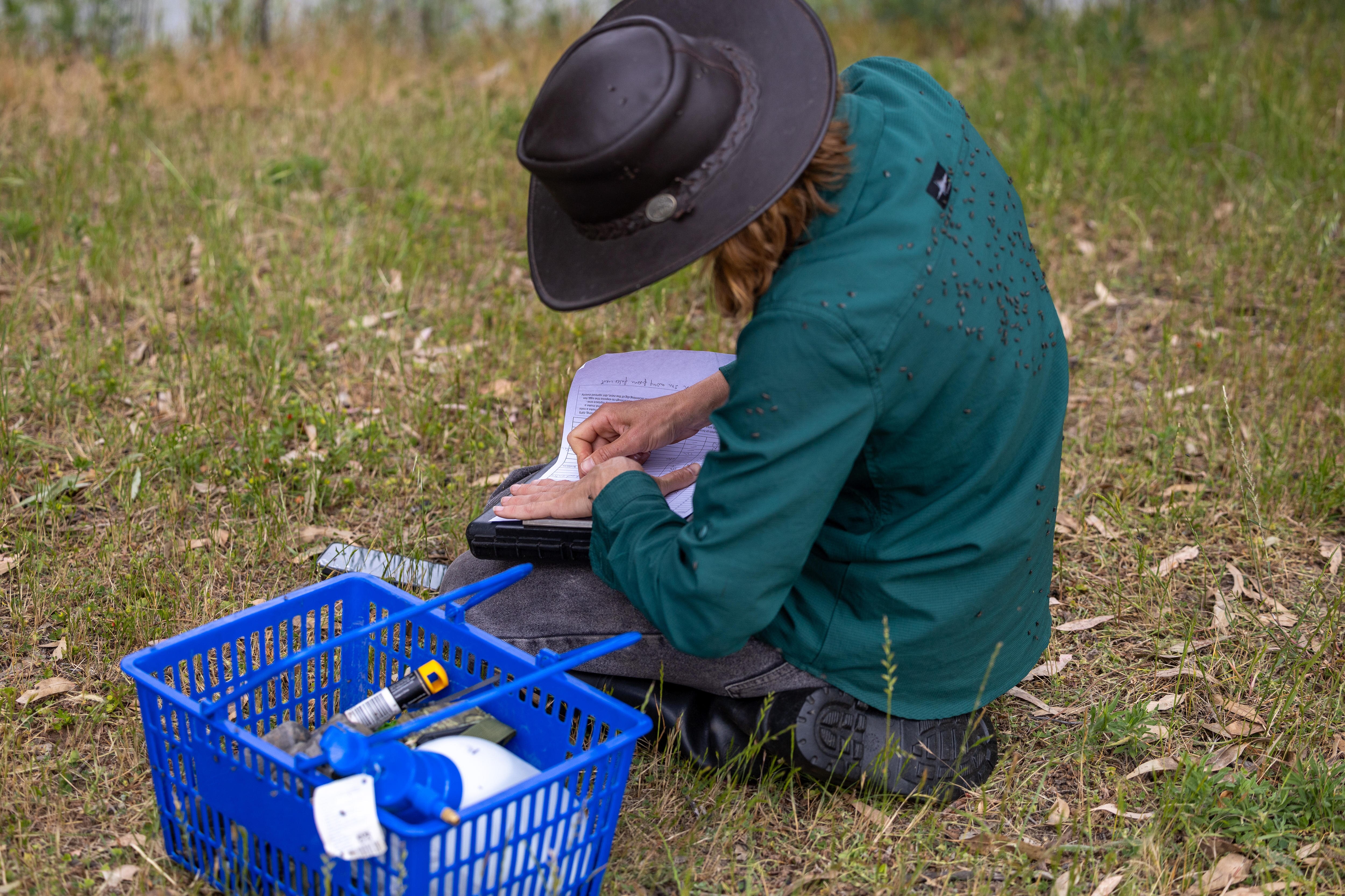 La espalda de una mujer está llena de moscas. 