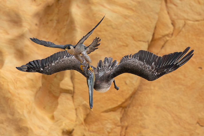 A Peregrine Falcon swooping a Brown Pelican against a rocky backdrop