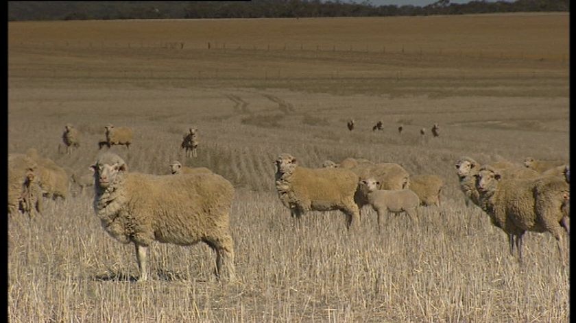 Sheep in dry paddock