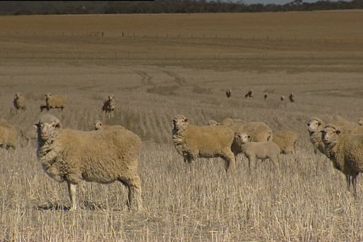 Sheep in dry paddock
