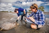 USC researchers attending to a sick turtle in mud flats
