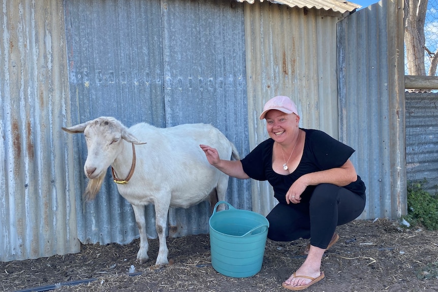 Woman in pink hat, with black clothing crouched next to white goat behind a tin shed with blue bucket.