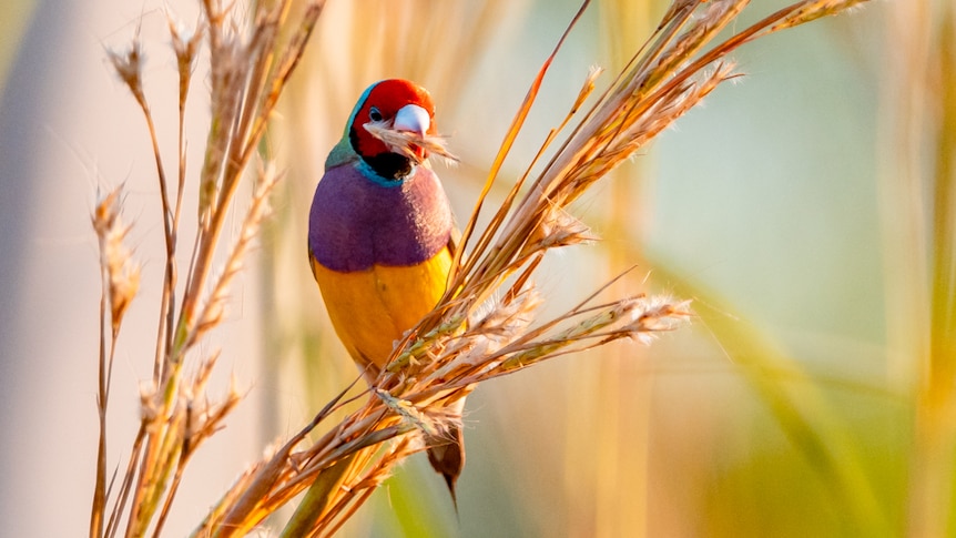  A Gouldian finch perches on gamba grass and eats 