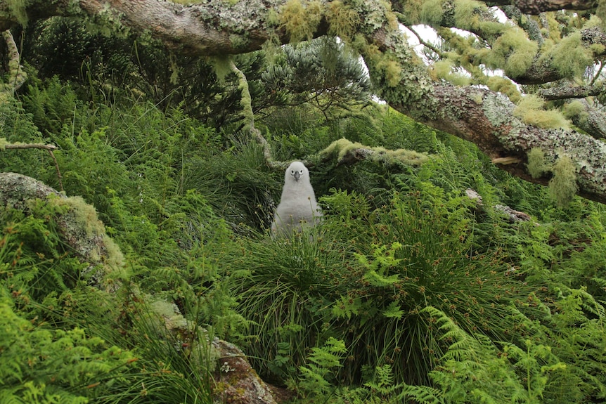 A large, fluffy white chick pokes its head above ferns and grasses.