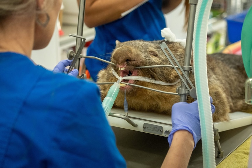 A wombat with a metal device holding its mouth open and people near it.