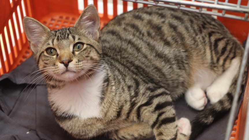 A cat lying in an orange crate