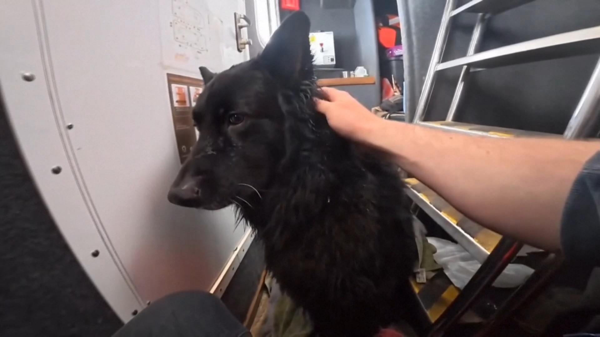 Point of view from skipper petting rescued dog Bruce in boat cabin.
