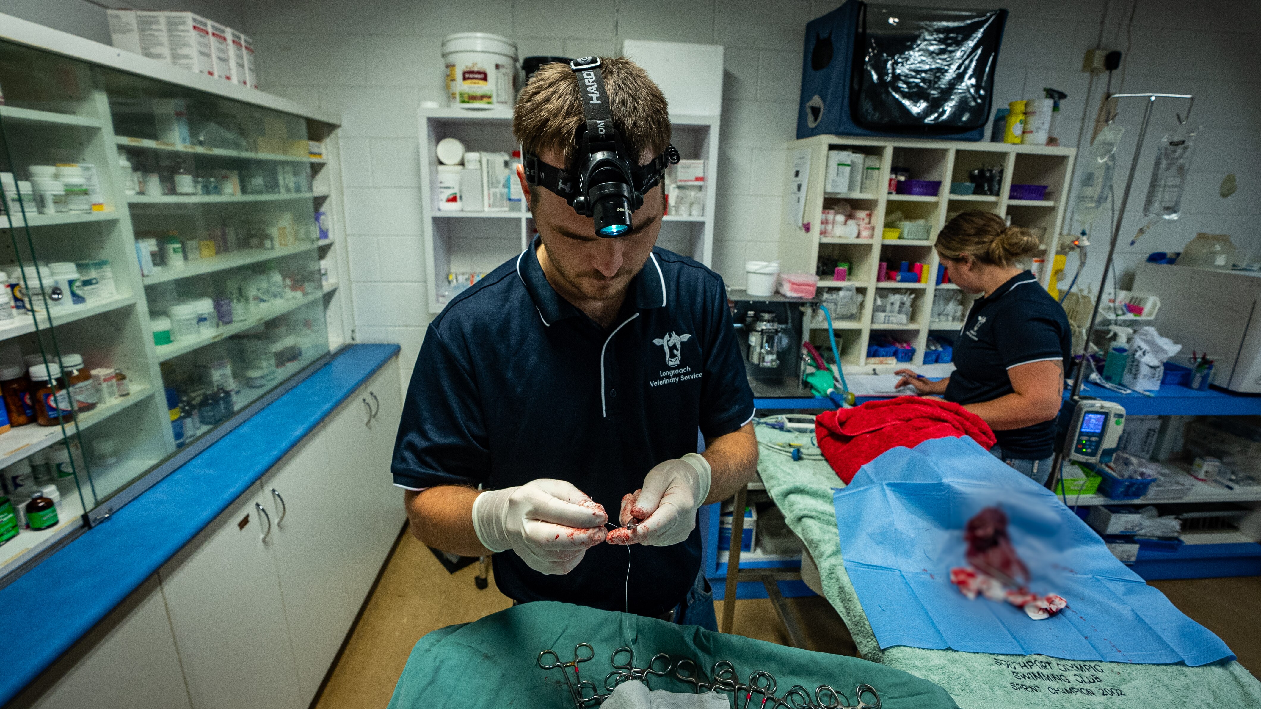A vet team working in a surgery