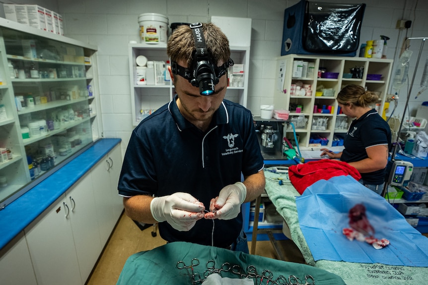 A vet team working in a surgery