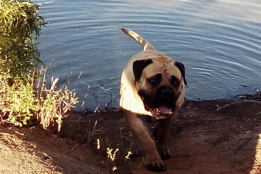 A large dog walks near water.