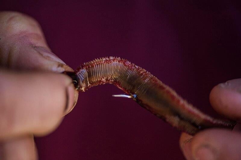 A close up of a bloodworm being held in someone's fingers showing the barbs on its edge.