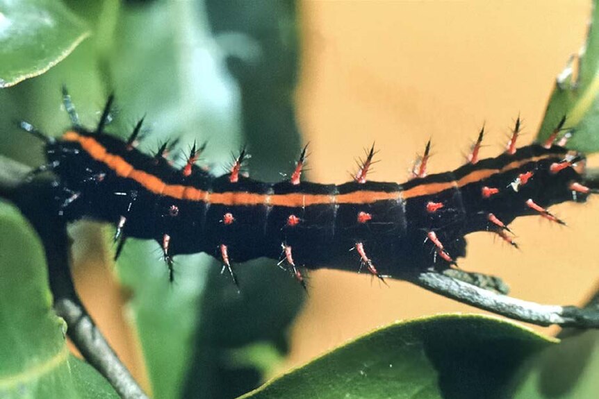 Australian Fritillary larvae