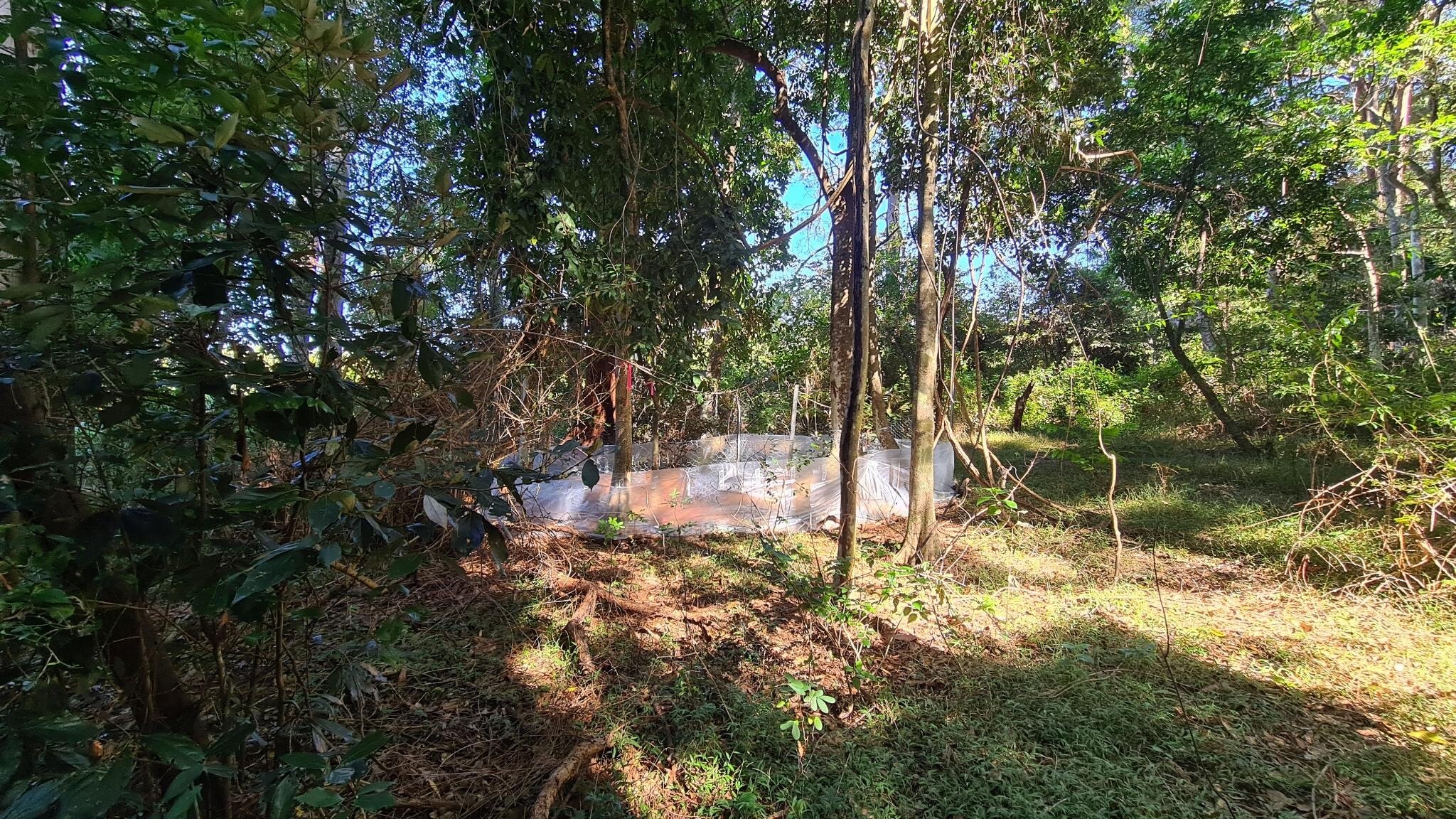 A little fence is seen around some plants, in a green leafy location.