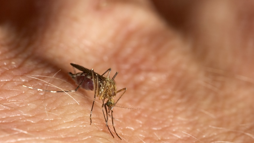 Mosquito biting a man's hand