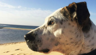 A dog on the beach.