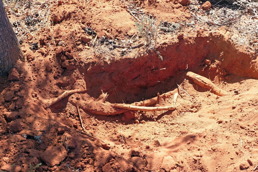 A partially dug up root of a Desert Kurrajong tree