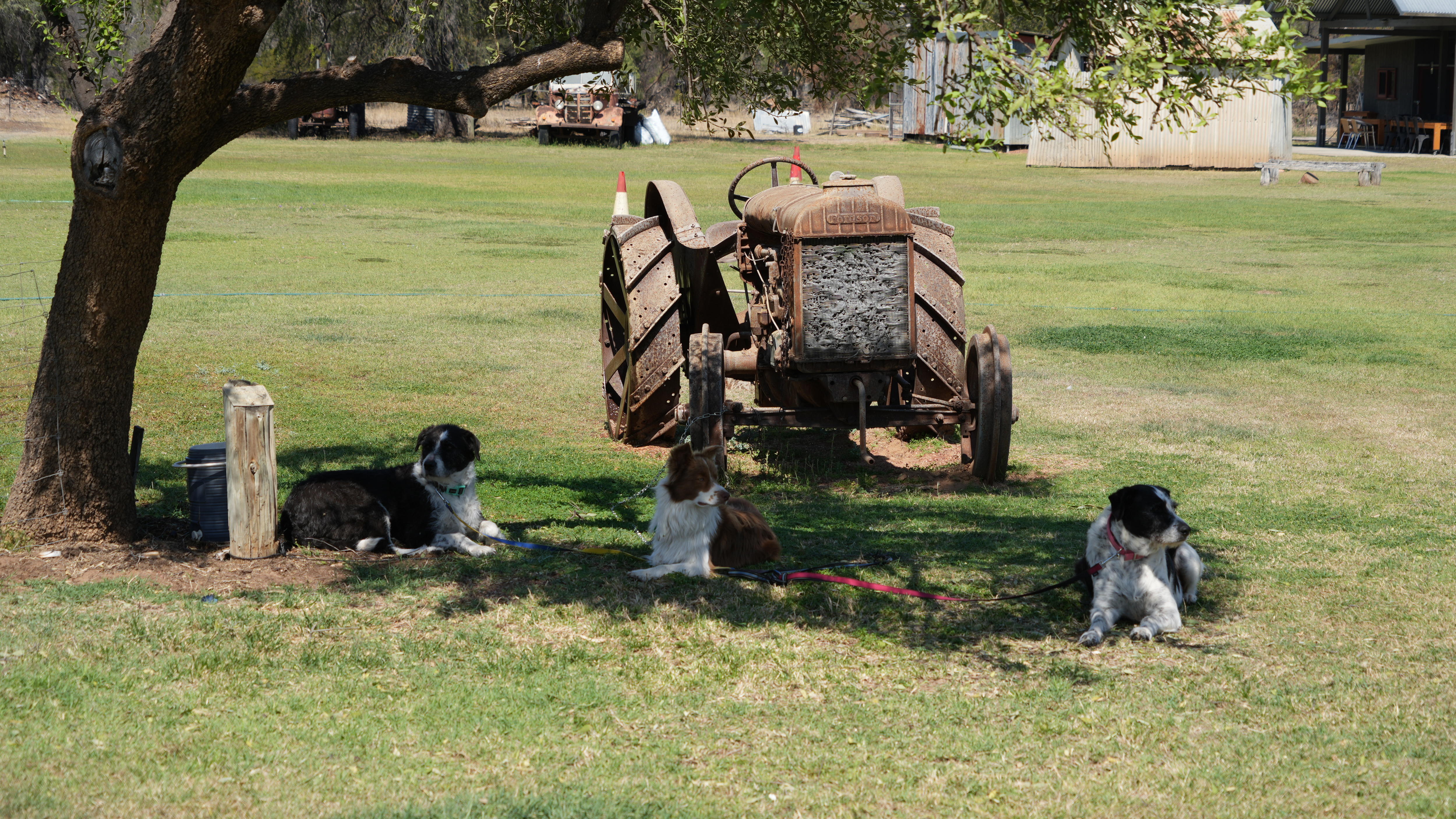 Three black and white dogs sit in the shade of a tree in front of a rusty tractor.